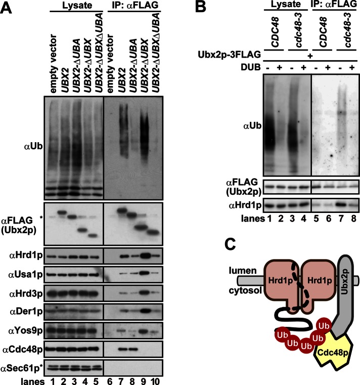 FIGURE 5: