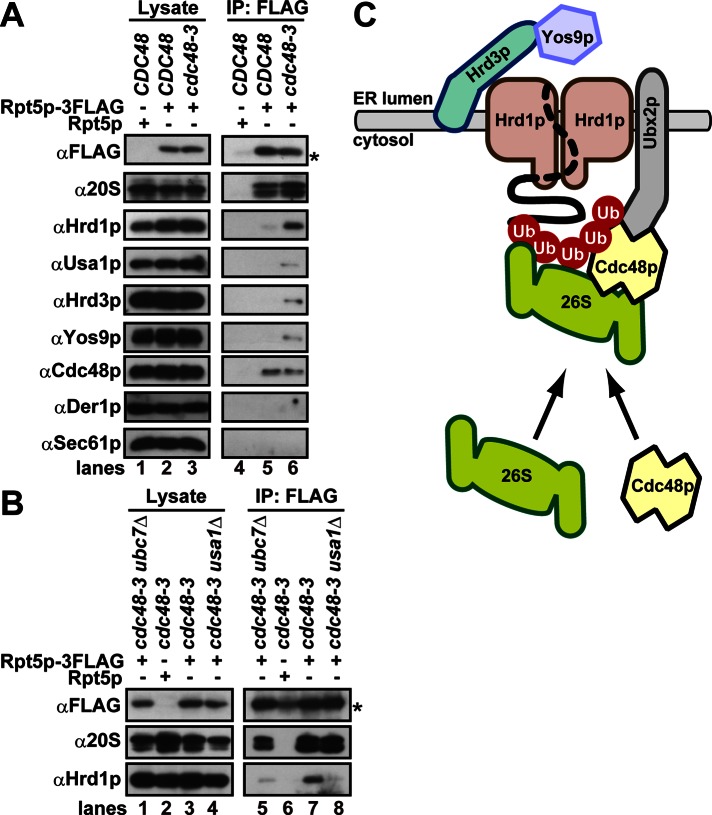 FIGURE 6: