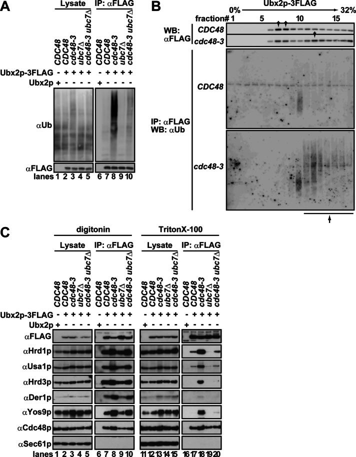 FIGURE 4: