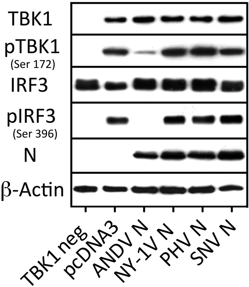 FIG 6 