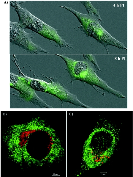 FIG. 2.