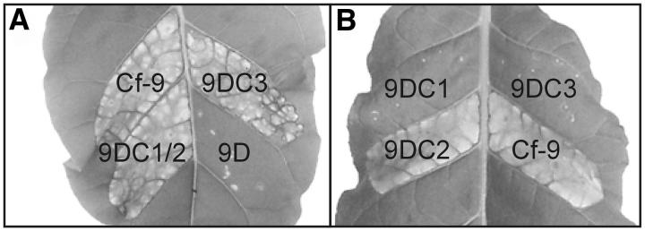 Figure 4.—