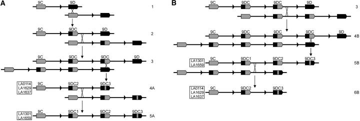 Figure 6.—