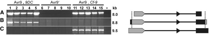 Figure 3.—