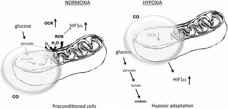 FIG. 5.