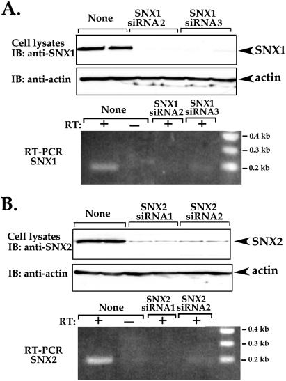 Figure 11.