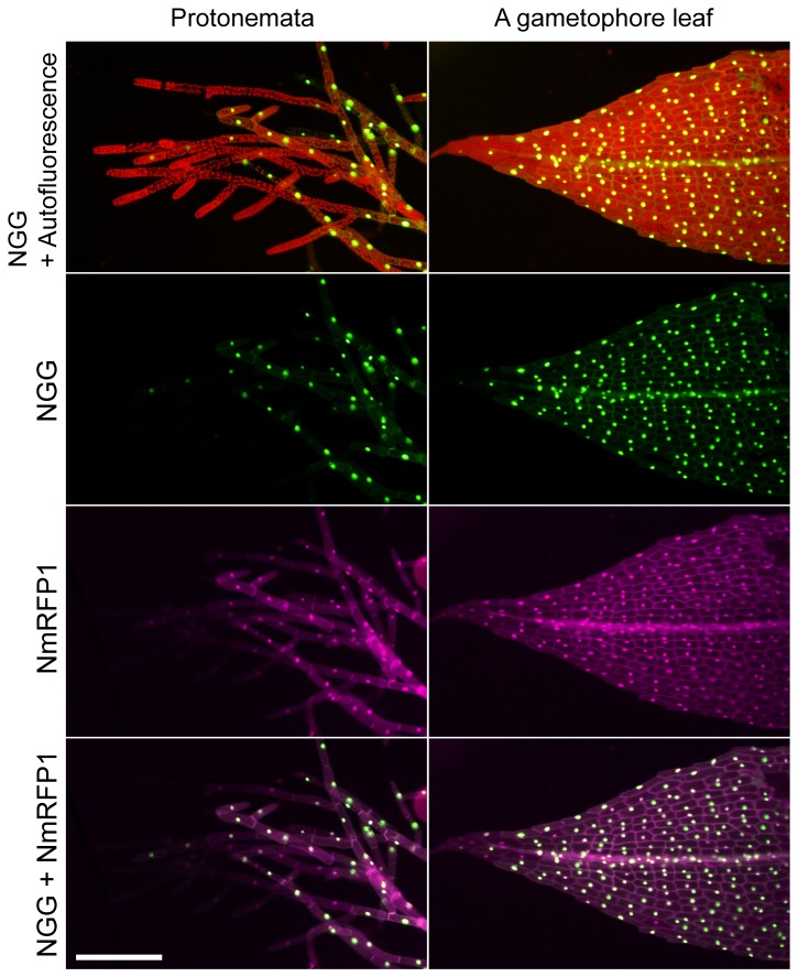 Figure 7