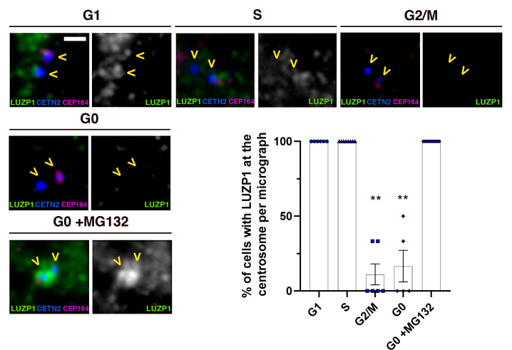 Figure 2—figure supplement 1.