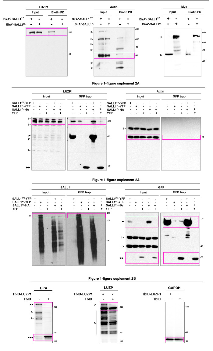 Figure 1—figure supplement 1.