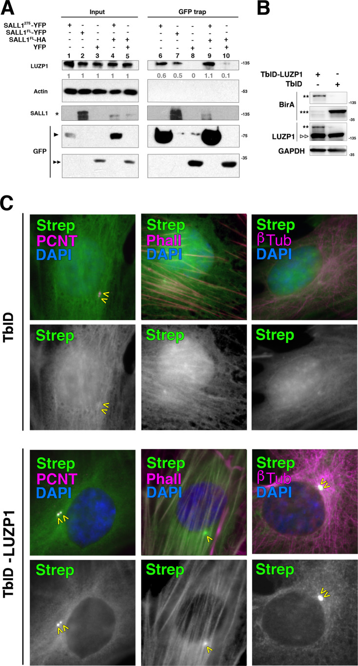 Figure 1—figure supplement 2.