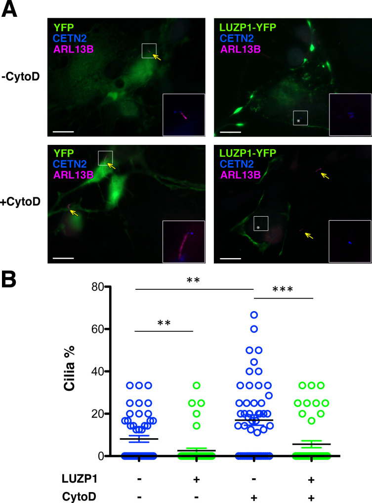 Figure 10—figure supplement 1.