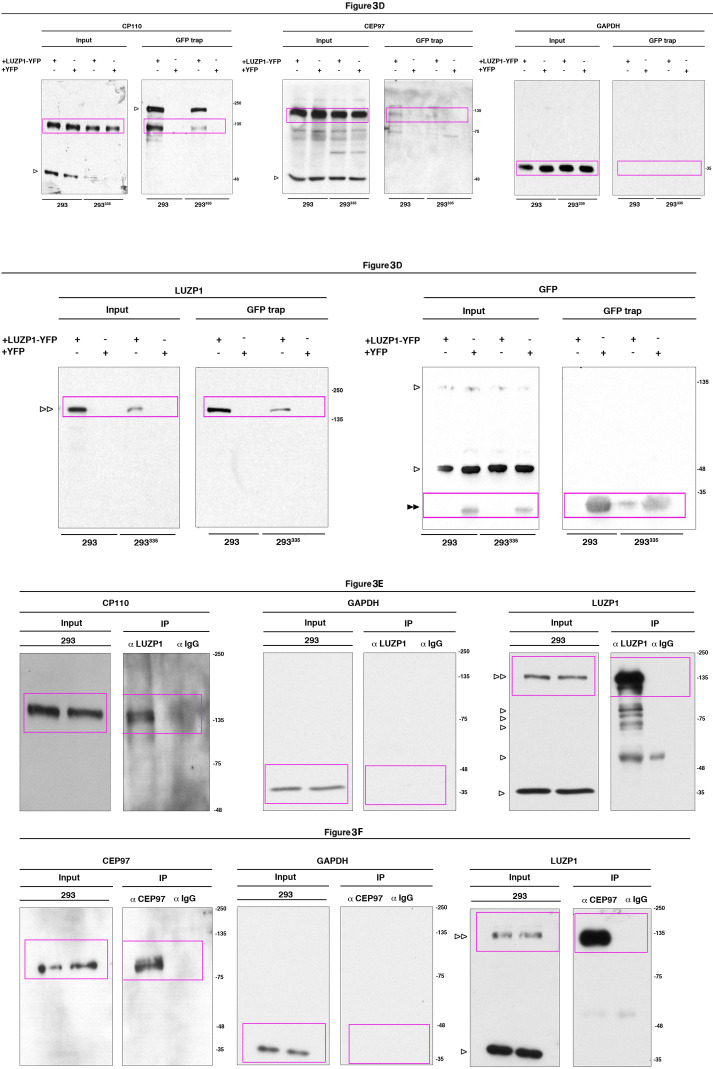 Figure 3—figure supplement 1.