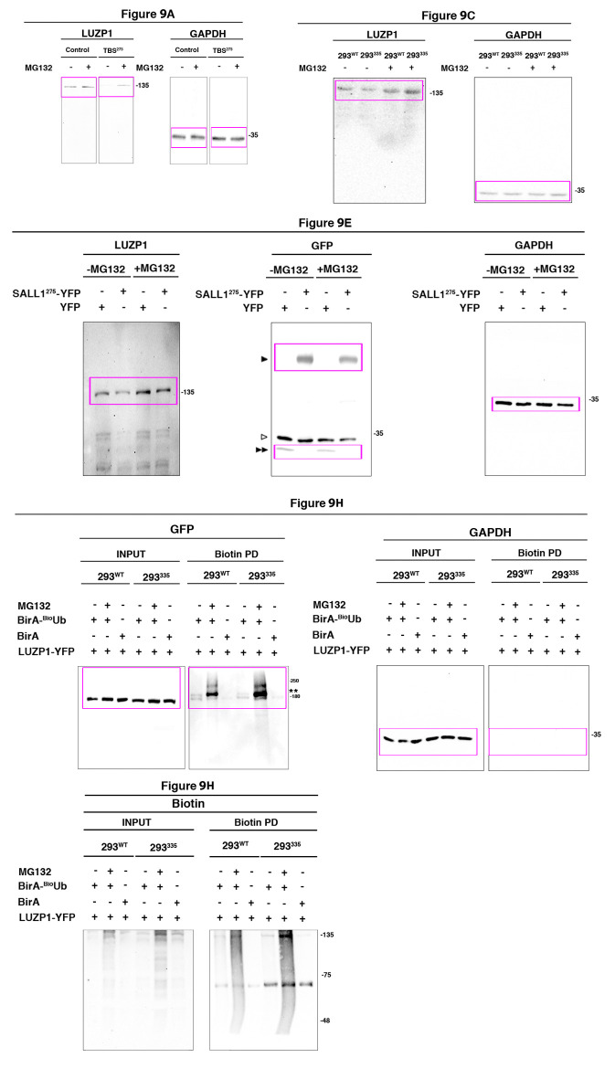 Figure 9—figure supplement 1.