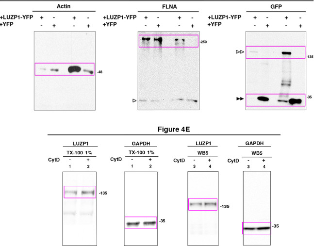 Figure 4—figure supplement 1.