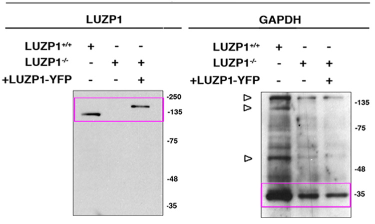 Figure 5—figure supplement 1.