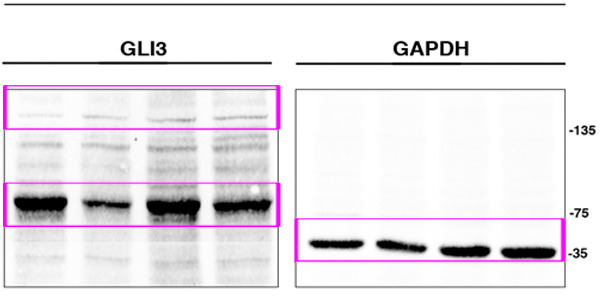 Figure 7—figure supplement 1.