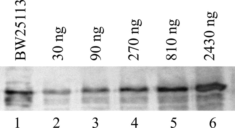 Fig 5