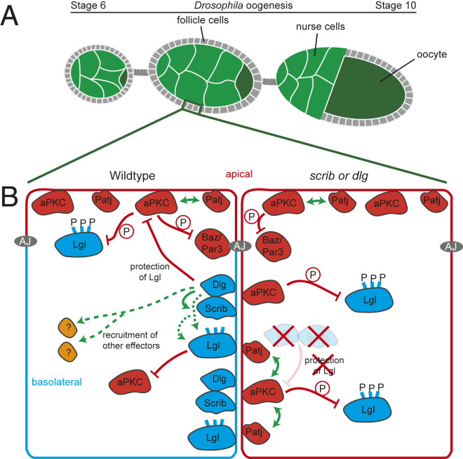 Fig. 1.