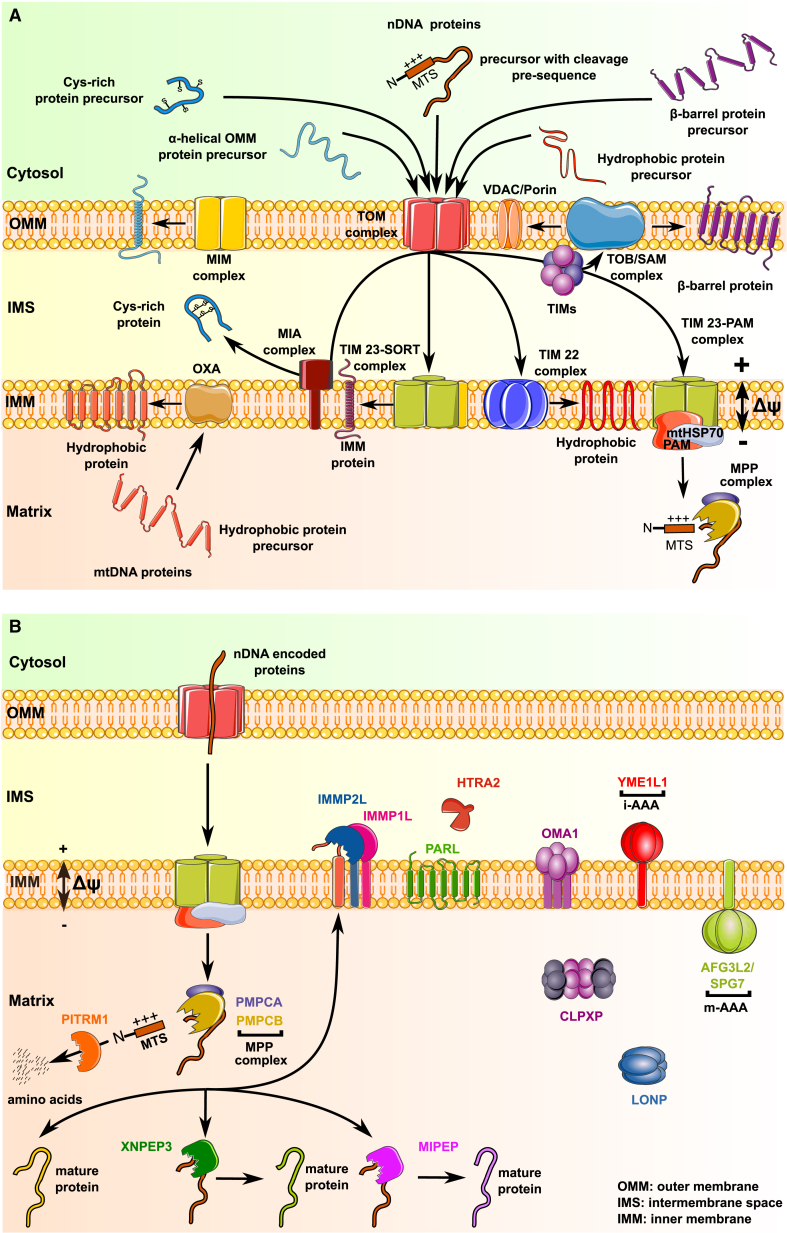 Figure 2