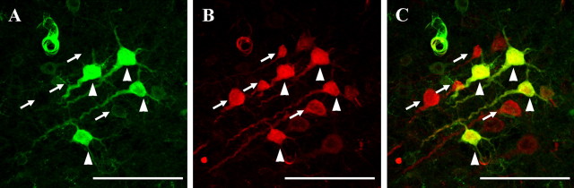 Figure 9.