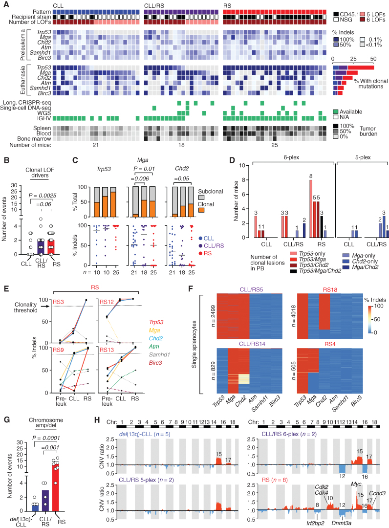 Figure 3. Coselection of combinatorial traits is associated with RS transformation. A, Heat map showing CRISPR-edited lesions (in preleukemic normal B cells and at euthanasia) in relationship with disease pattern, recipient strain, and the number of introduced LOFs. Cases for which longitudinal CRISPR-seq, single-cell DNA-seq, WGS, and BCR-IGHV analyses were performed are indicated in green. Percent cases carrying clonal mutations (>85% indels) are shown in the bar diagram (blue: CLL; purple: CLL/RS; red: RS). B, Total number of clonal drivers in all cases with CLL (n = 21), CLL/RS (n = 18), and RS (n = 25). P value, ANOVA with Tukey correction for multiple comparisons. C, The proportion in which a recurrent driver is found as clonal or subclonal across the CLL, CLL/RS, and RS samples is provided (top), along with the individual % indels values (and group medians, horizontal lines) for each sample. P, Fisher exact test comparing the proportions of clonal and subclonal events in CLL versus CLL/RS or CLL versus RS, with Bonferroni correction for multiple comparisons. D, Number of mice carrying individual or selected combinations of clonal drivers, as analyzed by bulk CRISPR-seq at euthanasia. E, Longitudinal clonal trajectories of gene edits as analyzed by CRISPR-seq in 4 RS cases; pre-leuk: preleukemic B cells. Clonality thresholds of 85% presence of indels are indicated by the horizontal dotted black line. Filled lines: clonal drivers; dotted lines: subclonal. F, Modification rates across single cells for the six on-target loci (columns) using single-cell amplicon sequencing. Splenocytes from 2 CLL/RS (n = 2,499 and 829) and 2 RS cases (n = 4,018 and 505) were sampled at euthanasia. A scale bar ranging from 0% (blue color) to 100% (red color) modifications is shown. G, Total number of chromosomal amplifications and deletions (right bars) in all cases with CLL (n = 5), CLL/RS (n = 4), and RS (n = 8) analyzed by WGS. P value, ANOVA with Tukey correction for multiple comparisons. H, Overlay of copy-number profiles from 5 del(13q)-CLLs, 2 CLL/RS 5-plex, 2 CLL/RS 6-plex, and 8 RS samples, as analyzed by WGS. The y axis shows the mean copy-number variant (CNV) ratio within a running window of 1 Mega base pairs in each chromosome within the different cohorts. Recurrent human and murine RS drivers are indicated in the figure.