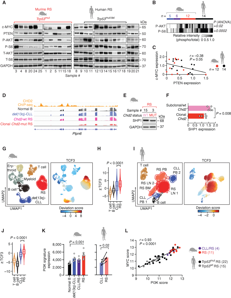 Figure 5. Tonic PI3K signaling is a characteristic feature of RS. A, Immunoblot analysis of 12 murine RS and 14 human RS cases, assessed for baseline expression of c-MYC, PTEN, and phosphorylation and total expression of AKT and S6 kinases. GAPDH is shown as a loading control. Separate gels, run concomitantly, were used for the analysis. B, Heat map of relative phosphorylation intensities in AKT and S6, as analyzed by western blot in del(13q)-CLL (n = 5), CLL/RS (n = 6), RS (n = 12), and human RS (n = 14). P, ANOVA. C, Linear regression of c-MYC and PTEN protein expression levels (normalized to GAPDH) in 12 murine and 14 human RS cases. P, Pearson correlation. D, Representative IGV tracks of Chd2 ChIP-seq and RNA-seq data of the Ptpn6 gene region from one representative normal B, one del(13q)-CLL, one Chd2-wt RS, and one clonal Chd2-mut RS case. E, Western blot analysis of SHP1 levels in primary murine RS carrying either wild-type (WT) or clonal Chd2 mutation (MUT). GAPDH is displayed, as control. F, Relative SHP1 expression (normalized to GAPDH) in 5 murine RS carrying subclonal/wt Chd2, and 5 cases carrying clonal Chd2 lesions. Mean with SEM is displayed. P, Mann–Whitney. G, Annotation of UMAP representation of single-cell chromatin accessibility profiles by cell type of murine data (left). B cells (black), CLL (blue), and RS (red) cells, T cells (brown), myeloid (gray), and erythroid (beige) compartment and deviation scores of TCF3 transcription factor motifs in murine data sets (right). H, Distribution of deviation z-scores of murine TCF3 binding motif across T cells, B cells, CLL, and RS. Median and interquartile ranges are displayed. P, ANOVA with Tukey correction for multiple comparisons. I, Annotation of UMAP representation of human single-cell chromatin accessibility profiles by cell type (left). B cells (black), CLL (blue), RS (lymph node: red, BM and PB: dark pink) cells, T cells (brown), and deviation scores of TCF3 transcription factor motifs (right). J, Distribution of deviation z-scores of human TCF3 binding motif across T cells, B cells, CLL, and RS. Median and interquartile ranges are displayed. P, paired t test. K, PI3K signature gene expression in the 4 normal B, 5 del(13q)-CLL, 4 CLL/RS, and 11 RS murine cases (mean with SEM) and in the 5 paired CLL/RS samples, analyzed by RNA-seq. P (murine), ANOVA; P (human), paired t test. L, Correlation between PI3K scores and MYC scores in the 4 CLL/RS and 11 RS murine cases and 37 human RS analyzed by RNA-seq. P value, Pearson correlation.