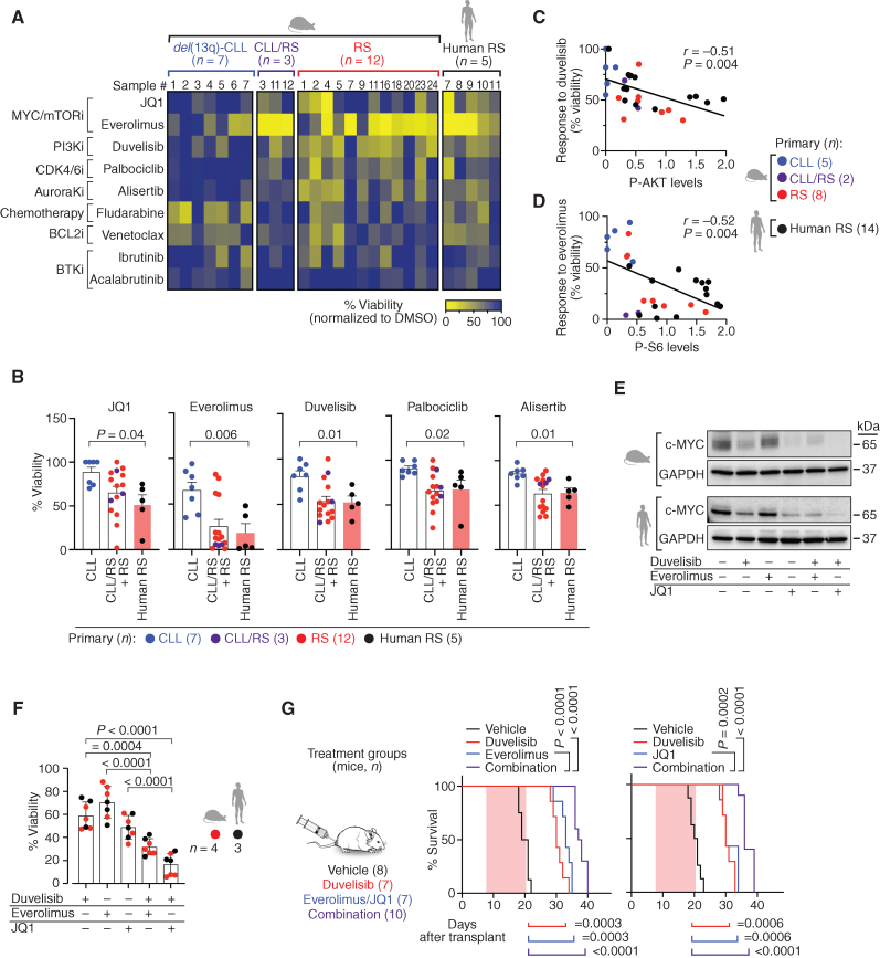 Figure 6. MYC/mTOR/PI3K signaling are targetable vulnerabilities of RS. A, Summary heat map of drug treatment studies of murine primary splenocytes [7 del(13q)-CLL, 3 CLL/RS, and 12 RS] and 5 human RS cases. Percent (%) viability compared with the DMSO control is displayed. B, Bar plots showing percent (%) viability after JQ1, everolimus, duvelisib, palbociclib, and alisertib treatment. Mean with SEM is displayed. P, ANOVA. C, Correlation between response to duvelisib (% viability) and phospho-AKT levels, as detected by immunoblot in 5 del(13q)-CLL, 2 CLL/RS, 8 murine RS, and 14 human RS cases. P, Pearson correlation. D, Correlation between response to everolimus (% viability) and phospho-S6 levels on the same set of samples per C, as detected by immunoblot. P, Pearson correlation. E, Immunoblot assessment of c-MYC expression levels following a 12-hour treatment with single-agent duvelisib, everolimus, JQ1 or respective duvelisib-based combinations. One representative mouse and human samples are shown and GAPDH is used as loading control. F, Percent (%) viability normalized to DMSO control of 4 murine and 3 human RS primary specimens treated for 40 hours with single-agent duvelisib, everolimus, JQ1, or respective duvelisib-based combinations. Mean with SEM is displayed. P value, ANOVA with Tukey correction for multiple comparisons. G, Transplant schema for combination treatment studies and survival curve of NSG mice transplanted with RS splenocytes and then treated with 50 mg/kg duvelisib, 10 mg/kg everolimus, or combination (left), or 50 mg/kg duvelisib, 50 mg/kg JQ1, or combination (right) for 2 weeks followed by observation until survival endpoints. P values, log-rank test with Bonferroni correction for multiple comparisons. The pink shaded area indicates the treatment period.