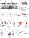 Figure 5. Tonic PI3K signaling is a characteristic feature of RS. A, Immunoblot analysis of 12 murine RS and 14 human RS cases, assessed for baseline expression of c-MYC, PTEN, and phosphorylation and total expression of AKT and S6 kinases. GAPDH is shown as a loading control. Separate gels, run concomitantly, were used for the analysis. B, Heat map of relative phosphorylation intensities in AKT and S6, as analyzed by western blot in del(13q)-CLL (n = 5), CLL/RS (n = 6), RS (n = 12), and human RS (n = 14). P, ANOVA. C, Linear regression of c-MYC and PTEN protein expression levels (normalized to GAPDH) in 12 murine and 14 human RS cases. P, Pearson correlation. D, Representative IGV tracks of Chd2 ChIP-seq and RNA-seq data of the Ptpn6 gene region from one representative normal B, one del(13q)-CLL, one Chd2-wt RS, and one clonal Chd2-mut RS case. E, Western blot analysis of SHP1 levels in primary murine RS carrying either wild-type (WT) or clonal Chd2 mutation (MUT). GAPDH is displayed, as control. F, Relative SHP1 expression (normalized to GAPDH) in 5 murine RS carrying subclonal/wt Chd2, and 5 cases carrying clonal Chd2 lesions. Mean with SEM is displayed. P, Mann–Whitney. G, Annotation of UMAP representation of single-cell chromatin accessibility profiles by cell type of murine data (left). B cells (black), CLL (blue), and RS (red) cells, T cells (brown), myeloid (gray), and erythroid (beige) compartment and deviation scores of TCF3 transcription factor motifs in murine data sets (right). H, Distribution of deviation z-scores of murine TCF3 binding motif across T cells, B cells, CLL, and RS. Median and interquartile ranges are displayed. P, ANOVA with Tukey correction for multiple comparisons. I, Annotation of UMAP representation of human single-cell chromatin accessibility profiles by cell type (left). B cells (black), CLL (blue), RS (lymph node: red, BM and PB: dark pink) cells, T cells (brown), and deviation scores of TCF3 transcription factor motifs (right). J, Distribution of deviation z-scores of human TCF3 binding motif across T cells, B cells, CLL, and RS. Median and interquartile ranges are displayed. P, paired t test. K, PI3K signature gene expression in the 4 normal B, 5 del(13q)-CLL, 4 CLL/RS, and 11 RS murine cases (mean with SEM) and in the 5 paired CLL/RS samples, analyzed by RNA-seq. P (murine), ANOVA; P (human), paired t test. L, Correlation between PI3K scores and MYC scores in the 4 CLL/RS and 11 RS murine cases and 37 human RS analyzed by RNA-seq. P value, Pearson correlation.