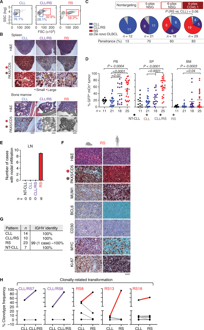 Figure 2. Transformation into Richter's syndrome shows phenotypes consistent with human disease. A, Representative flow-cytometric plots highlighting the presence of small (CLL), small and large (CLL/RS), or large (RS) cells in the spleen of one representative animal per disease pattern, at euthanasia. B, Representative H&E and CD5/PAX5 images from spleen and BM of one case per group. Arrows indicate the presence of both small (blue) and large (red) cells in the representative CLL/RS case. Images captured at 10× magnification; black bar, 100 μm; white bar, 20 μm. C, Pie charts displaying number of total cases of CLL (blue), CLL/RS (purple), and RS (red) in CD45.1, NSG 6-plex, NSG 5-plex and all nontargeting cohorts. Overall penetrance for each cohort is indicated. P, Fisher exact test. D, Disease burden as represented by %GFP+mCherry+B220+CD5+ Igκ+ cells in PB, SP, and BM of 11 NT-CLL, 21 CLL, 18 CLL/RS, and 25 RS cases at euthanasia. NT-CLL, nontargeting CLL controls. Horizontal lines, group median values. P values, ANOVA with Tukey correction for multiple comparisons. E, Number of cases displaying visible nodal infiltrations. LN, Lymph nodes. F, Representative IHC staining from one murine (left) and one human RS case (right) stained for CD5/PAX5, MUM1, BCL6, CD30, MYC, and Ki67. Images were taken at a 40× magnification; scale bar, 50 μm. G, Number of animals per pattern, and IGHV homology to germline, as assessed by BCR Immuno-Seq. H, Percent (%) clonotype frequency of shared BCR rearrangements as analyzed at time of CLL and upon RS transformation (euthanasia) in 2 CLL/RS and 3 RS cases sampled serially. The dominant RS clonotype is shown in purple (CLL/RS) and red (RS).