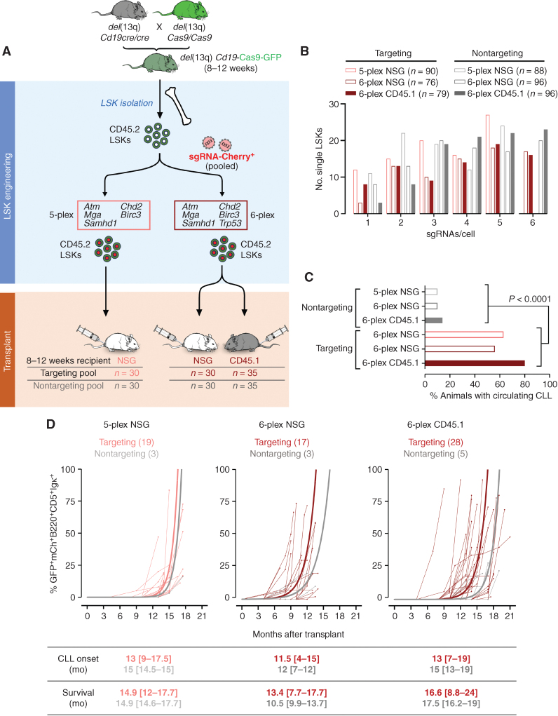 Figure 1. Multiplexed CRISPR editing of CLL-LOF lesions generates chronic lymphocytic leukemia disease models. A, Schema for the generation of transplant lines. BM donor lines containing homozygous del(13q) and B-cell–restricted Cas9-GFP [i.e., del(13q)-Cd19Cas9-GFP] were obtained by intercrossing del(13q)-Cd19cre/cre and del(13q)-Cas9/Cas9 mice. LSKs isolated from 8- to 12-week-old del(13q)-Cd19Cas9 animals were transduced in vitro with a pool of lentivirus expressing sgRNAs against the 6 or 5 LOF mutations of interest (Atm, Mga, Samhd1, Chd2, Birc3, Trp53 in “6-plex”; Trp53 absent in “5-plex”) or corresponding nontargeting pools of scrambled sgRNAs and transplanted into 8- to 12-week-old immune-competent (CD45.1) or immune-deficient (NSG) recipients (n = 30–35/group). B, Single-cell qPCR-based analysis of sgRNA expression in LSK from the 3 targeting and the 3 nontargeting cohorts, as assessed at 72 hours after transduction and in vitro culture. The number of sgRNAs quantified in individual single cells is displayed. C, Percent (%) animals with circulating CLL in targeting and nontargeting cohorts. P, Fisher exact test. D, Longitudinal tumor burden assessments by flow-cytometric analysis of peripheral bleeds. A logistic mixed-effects model was used to estimate the average trajectories of peripheral longitudinal tumor burden (%GFP+mCh+B220+CD5+Igκ+ cells) in individual mice from the targeting (6-plex: dark brown; 5-plex: salmon) and nontargeting cohorts (gray). Disease onset and survival (median and range) for each cohort are indicated.