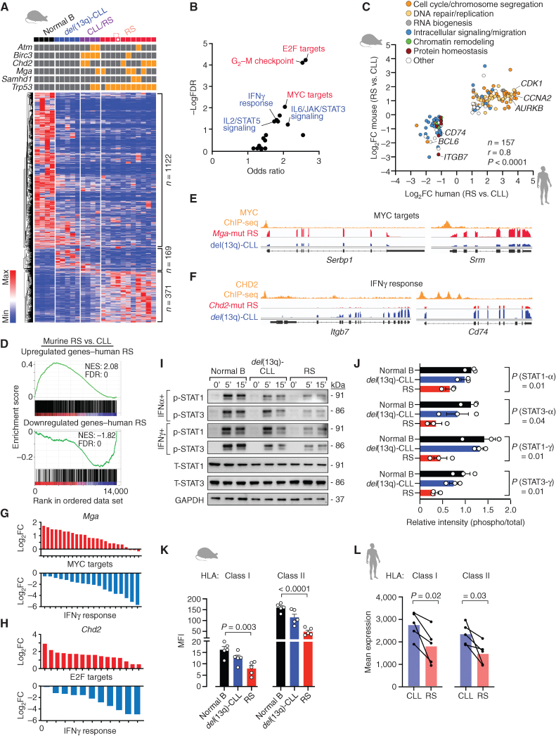 Figure 4. Murine transcriptomes show strong similarity with human disease. A, Heat map of differentially expressed genes among the four different groups of mice (4 normal B, 5 del(13q)-CLL, 4 CLL/RS, and 11 RS). ANOVA FDR < 0.1 was used as a cutoff. B, Signaling pathways enriched for the differentially expressed genes in A. C, Concordantly modulated genes in human and murine RS and respective functional categories. P, Pearson correlation. D, Gene set enrichment plots showing the correlation of human RS versus CLL gene sets (upregulated, top; downregulated, bottom plot) in murine RS versus CLL data. NES, normalized enrichment score; FDR, false discovery rate). E, Representative IGV tracks of MYC ChIP-seq and RNA-seq data of two MYC/MGA top targets in Mga-mutant RS and del(13q)-CLL. F, Representative IGV tracks of CHD2 ChIP-seq and RNA-seq data of two CHD2 top targets involved in the interferon γ pathway in Chd2-mutant RS and del(13q)-CLL. G, Log2FC (RS vs. del(13q)-CLL) of MGA targets included in MYC targets and interferon γ response categories. The top 500 MGA cistromeGO targets were used in the analysis. H, Log2FC (RS vs. del(13q)-CLL) of CHD2 targets included in E2F targets and interferon γ response categories. The top 500 CHD2 CistromeGO targets were used in the analysis. I, Immunoblot analysis of phospho-STAT1 and STAT3 (and respective totals), after 5′ and 15′ stimulation with soluble IFNα and IFNγ. One representative normal B-cell, del(13q)-CLL and RS sample is shown. GAPDH was probed, as control. J, Relative abundance of P-STAT1 and P-STAT3 levels across the 3 replicates of normal B cells, CLL and RS samples. Mean with SEM is displayed. P, ANOVA. K, Bar plot showing HLA class I and II MFI ratios (compared with isotype controls), as assessed by flow cytometry on normal B, del(13q)-CLL and RS cases (n = 5/group). Mean with SEM is displayed. P, ANOVA. L, Mean expression levels (in transcripts per million) of class I (HLA-A, -B, -C) and class II family (HLA-DR, -DQ) on RNA-seq data from 5 human CLL and matched RS cases. P, paired t test.