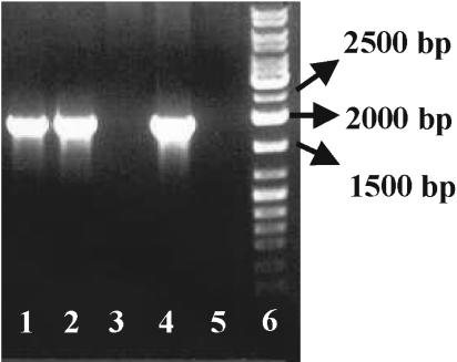 FIG. 2.