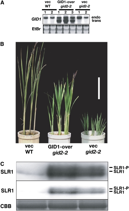 Figure 5.