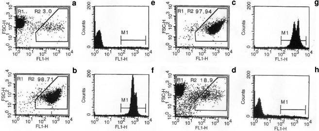 FIG. 1.