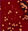 FIG. 1