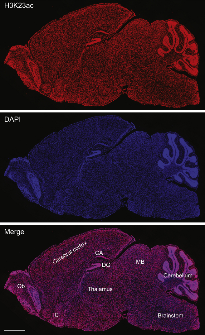 Figure 5