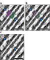 Figure 4—figure supplement 4.