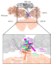 Figure 1—figure supplement 5.