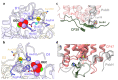 Figure 3—figure supplement 2.