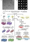 Figure 1—figure supplement 1.