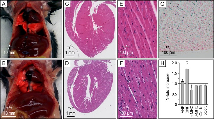 Fig 5