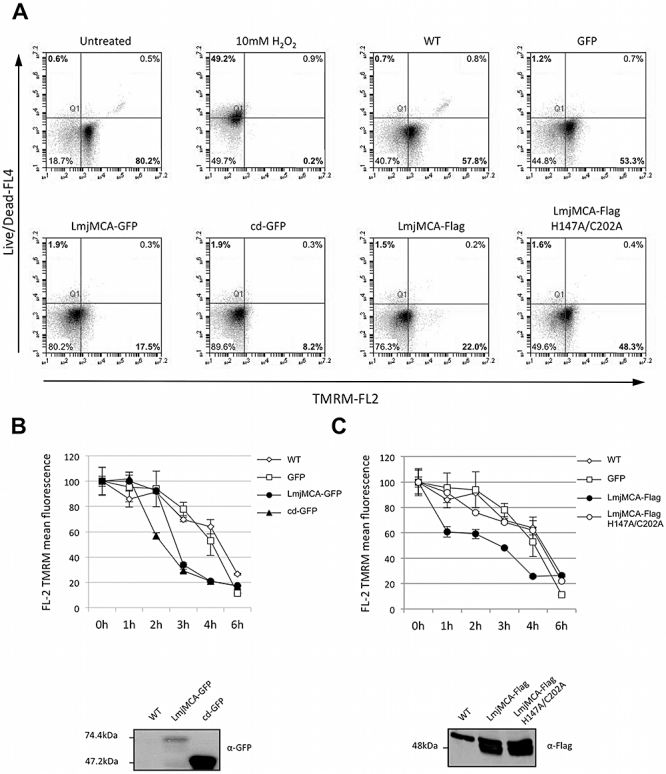 Fig. 7