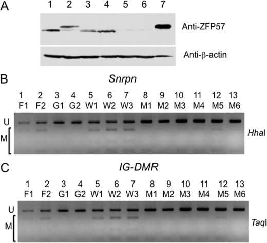 FIGURE 9.