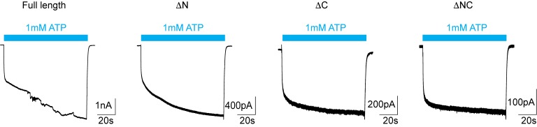 Figure 1—figure supplement 1.