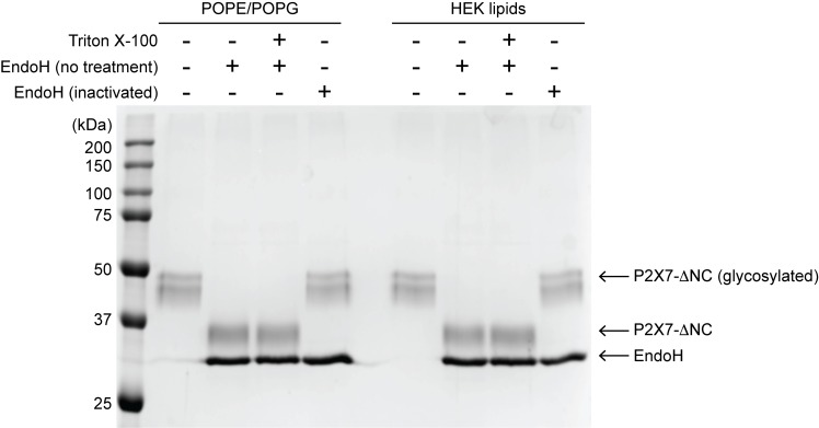 Figure 2—figure supplement 1.