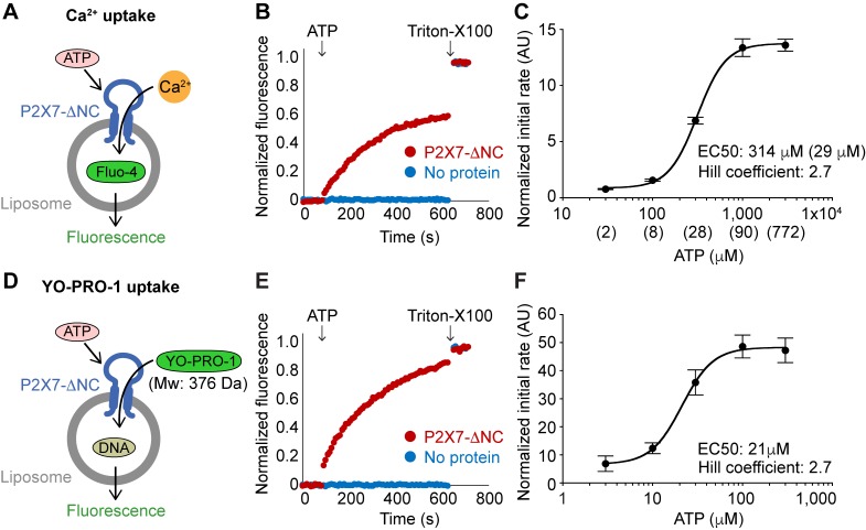 Figure 2.