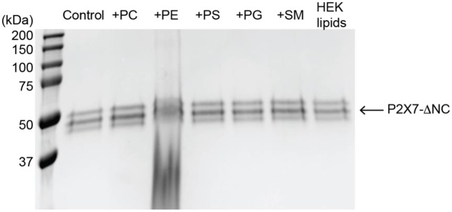 Figure 3—figure supplement 1.