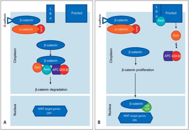 The destruction complex of beta-catenin in colorectal carcinoma and ...