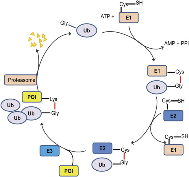 FIGURE 1