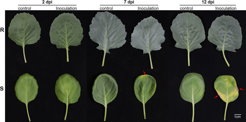 Figure 1
